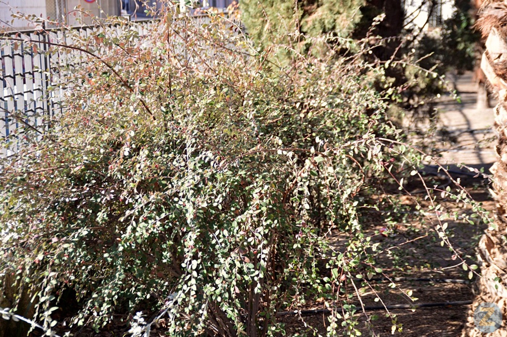 ob.imagen.Descripcion