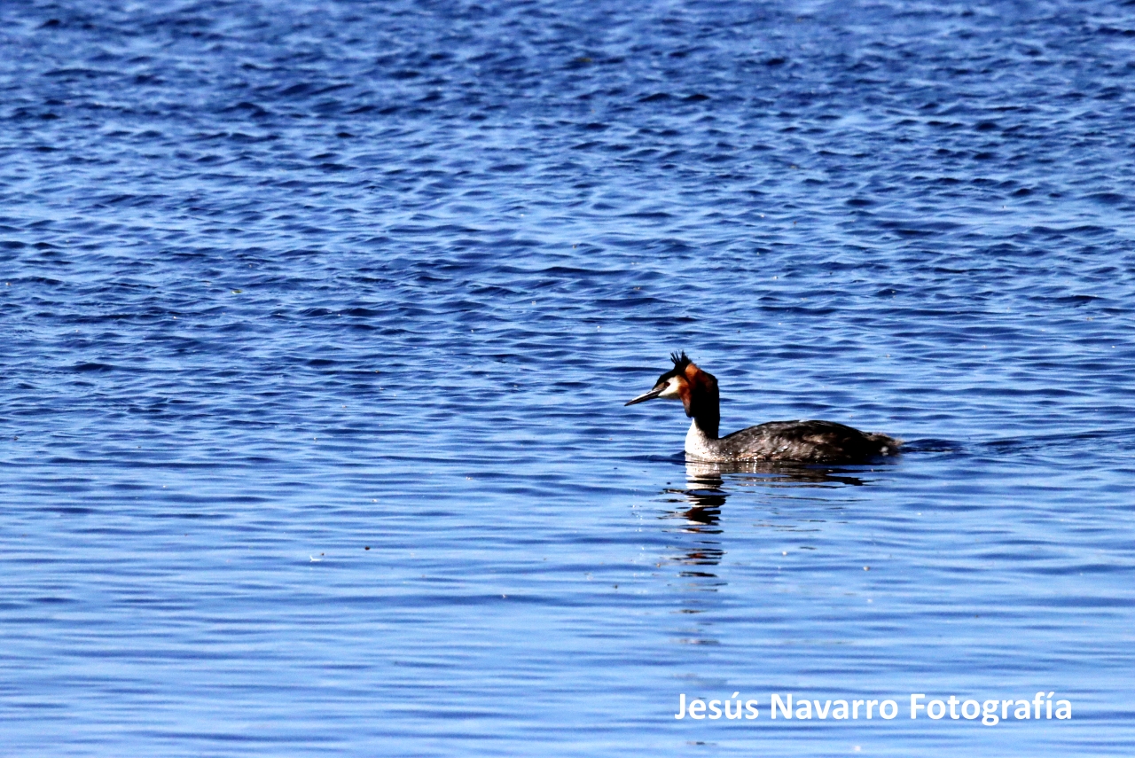 ob.imagen.Descripcion