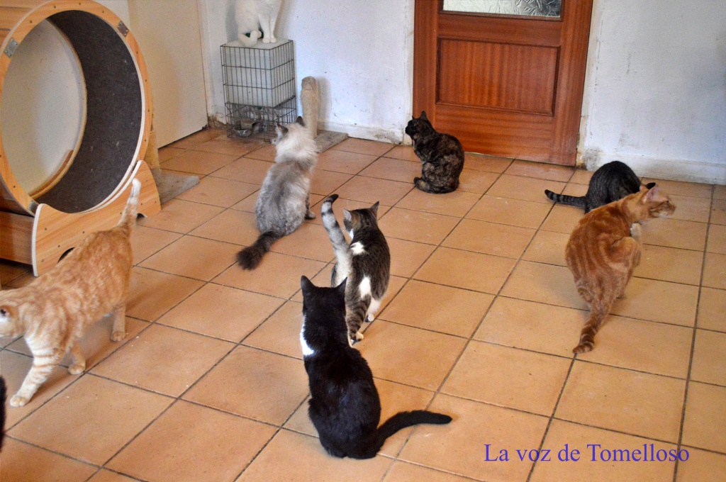 ob.imagen.Descripcion