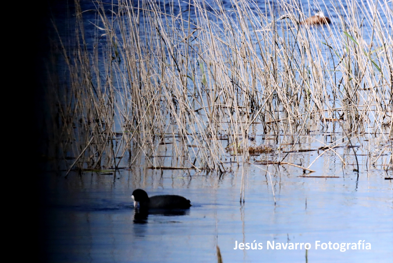 ob.imagen.Descripcion