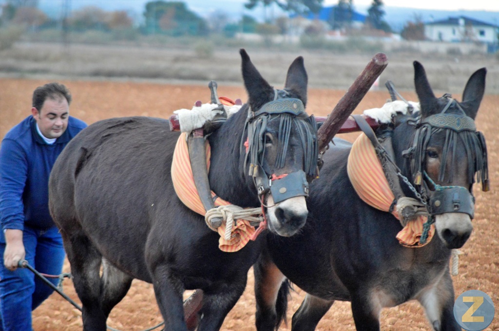 ob.imagen.Descripcion