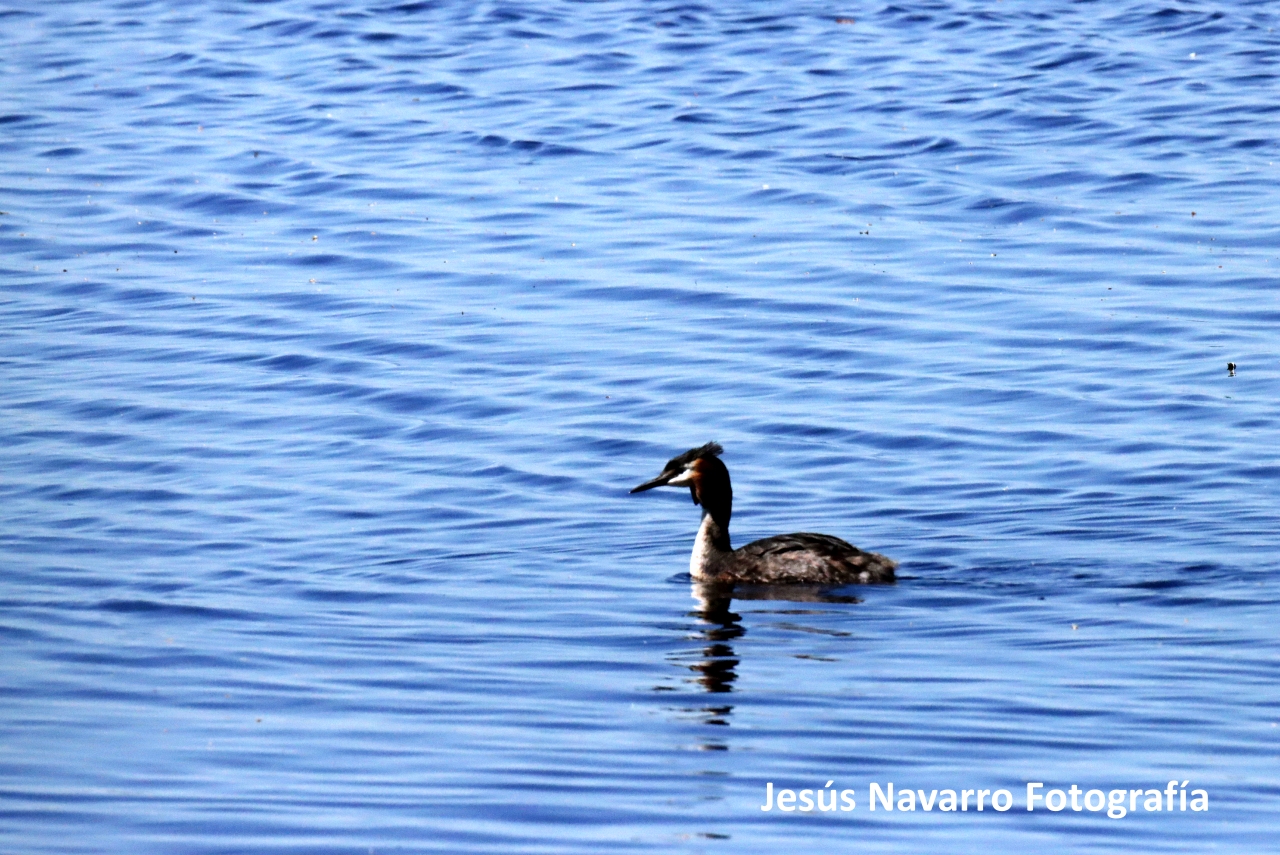 ob.imagen.Descripcion