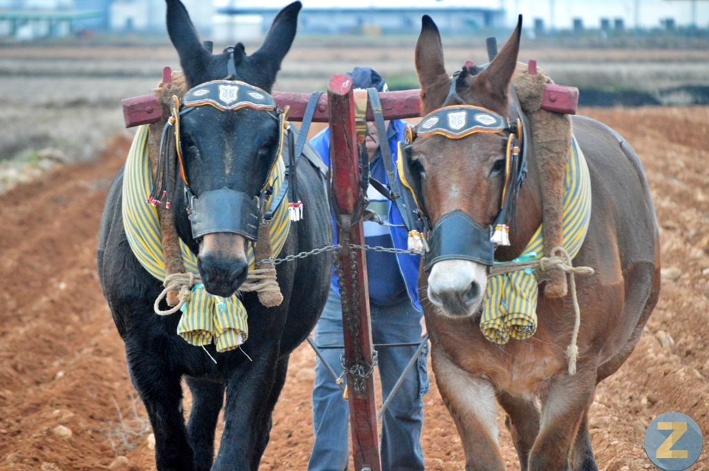 ob.imagen.Descripcion