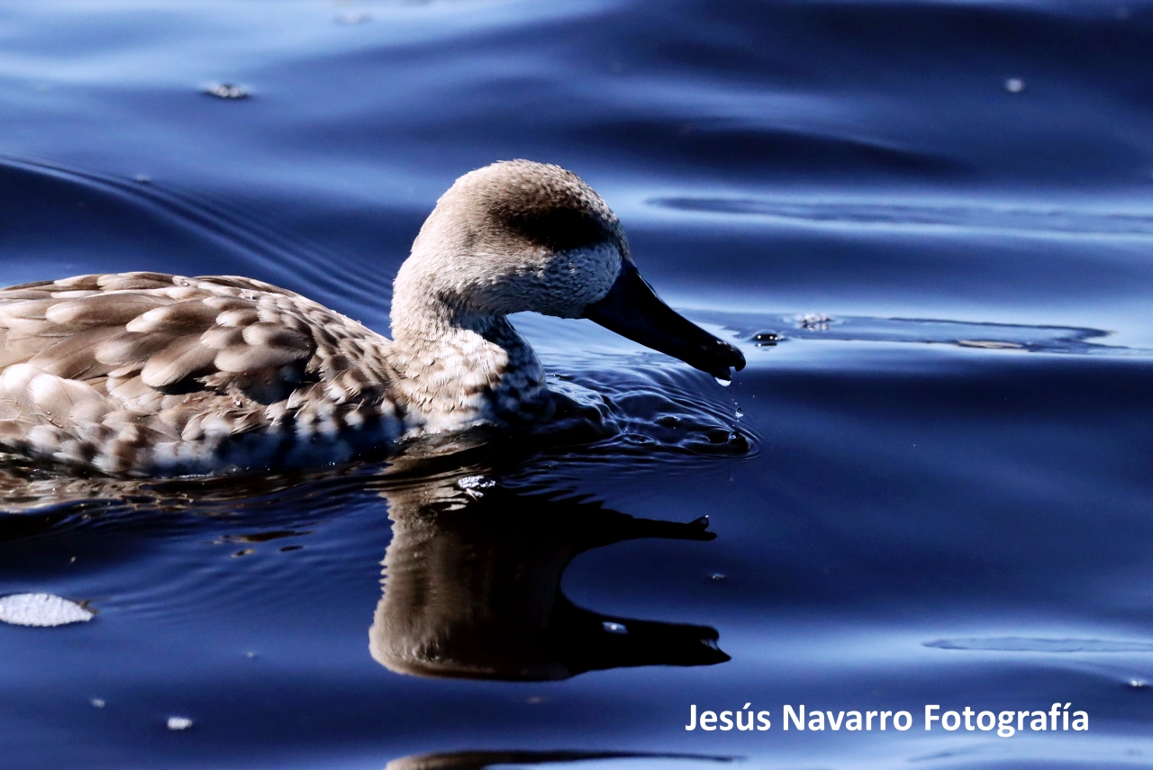 ob.imagen.Descripcion