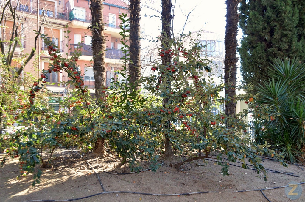 ob.imagen.Descripcion