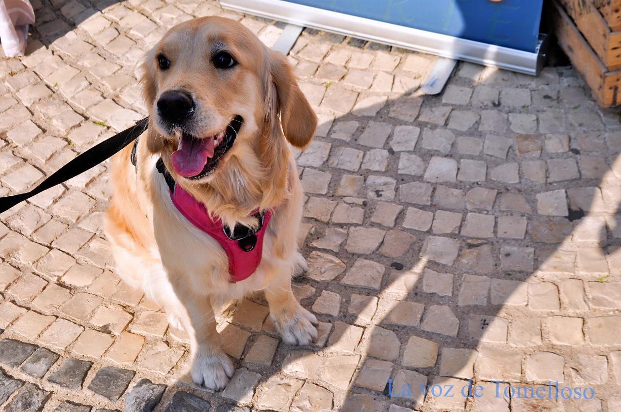 ob.imagen.Descripcion