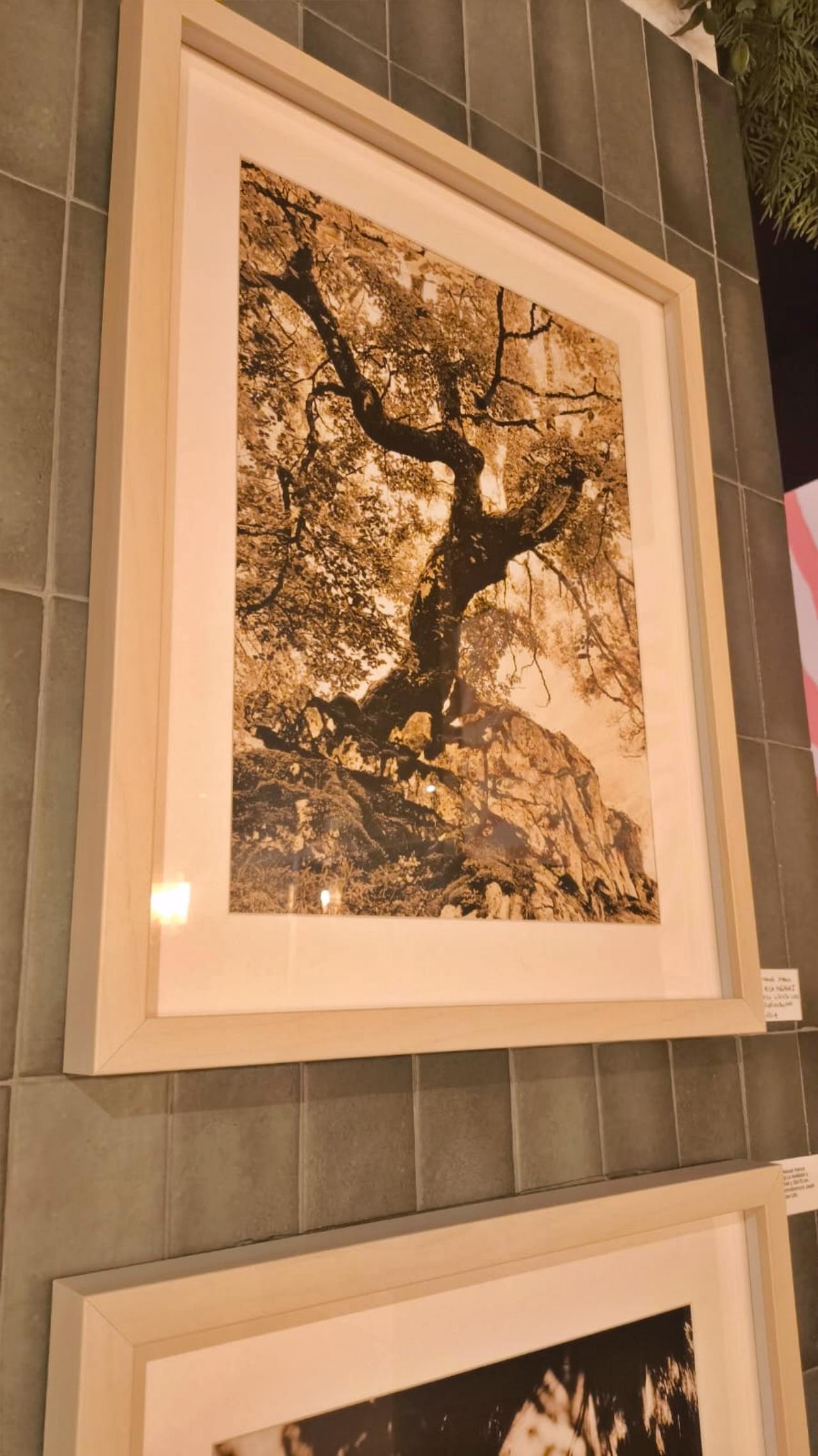 ob.imagen.Descripcion