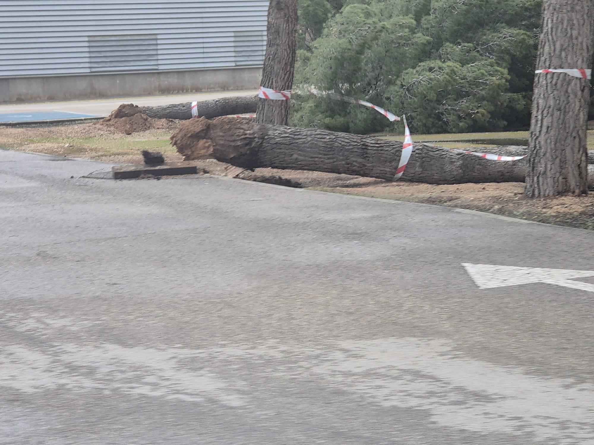 ob.imagen.Descripcion