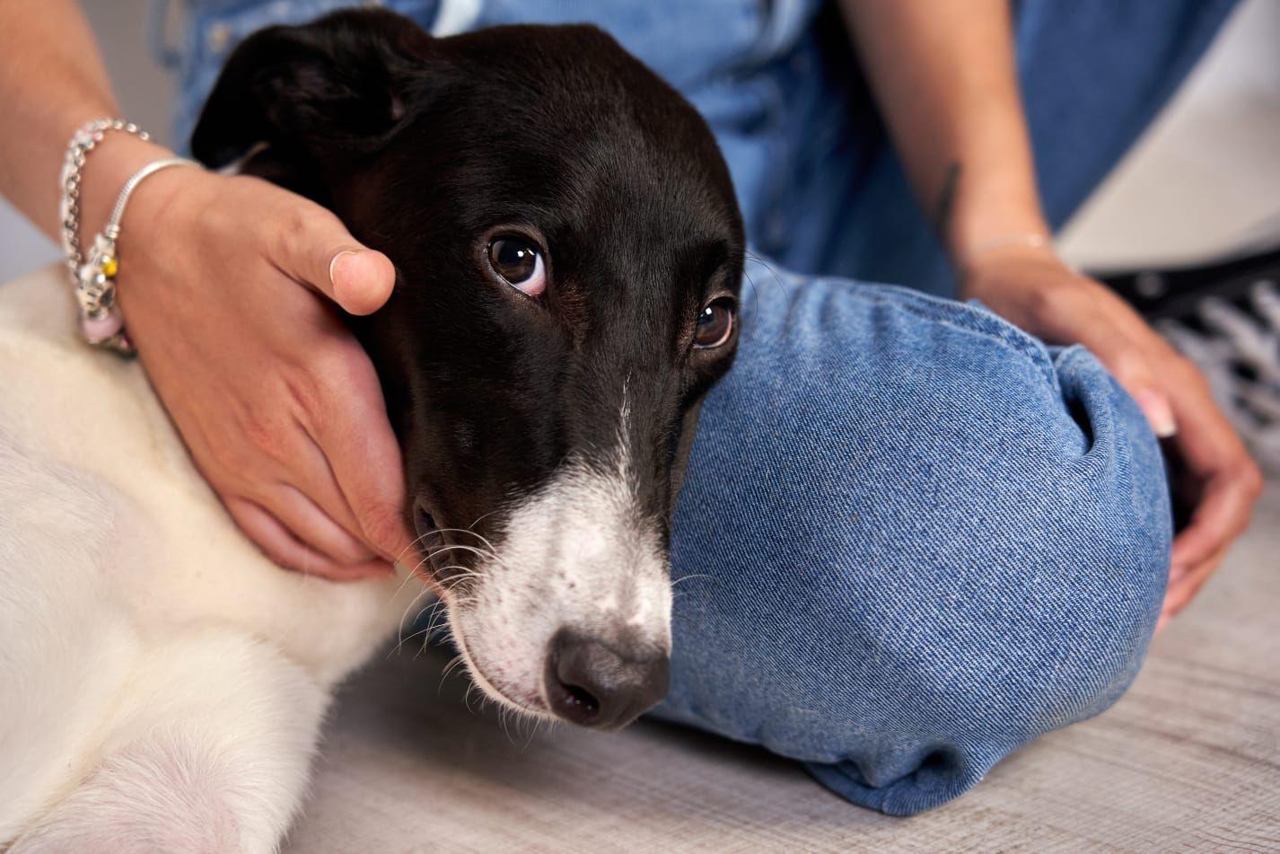 Mario, un galgo felizmente recuperado por la asociacion