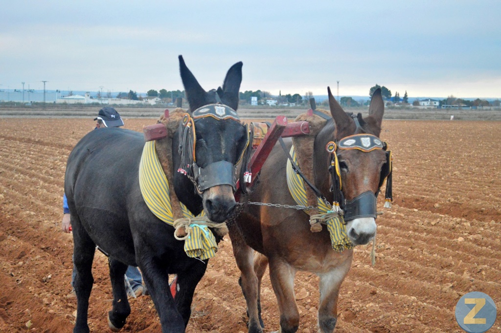 ob.imagen.Descripcion