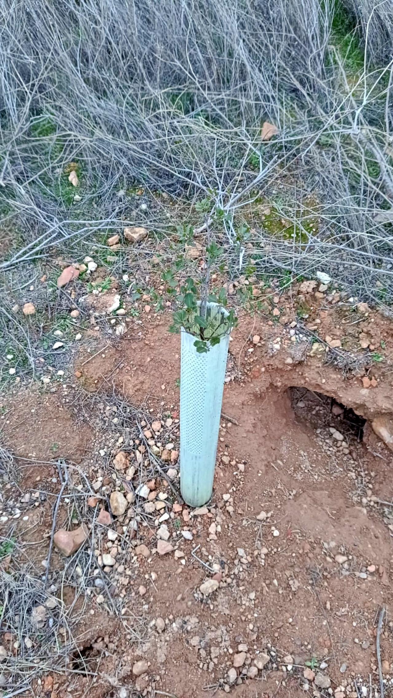 ob.imagen.Descripcion