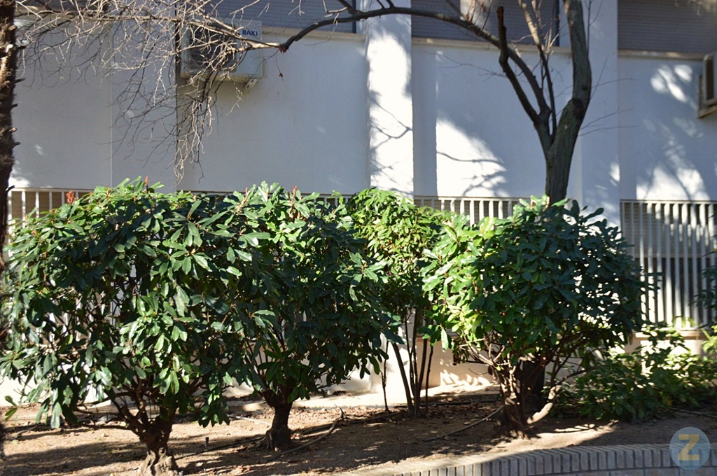 ob.imagen.Descripcion