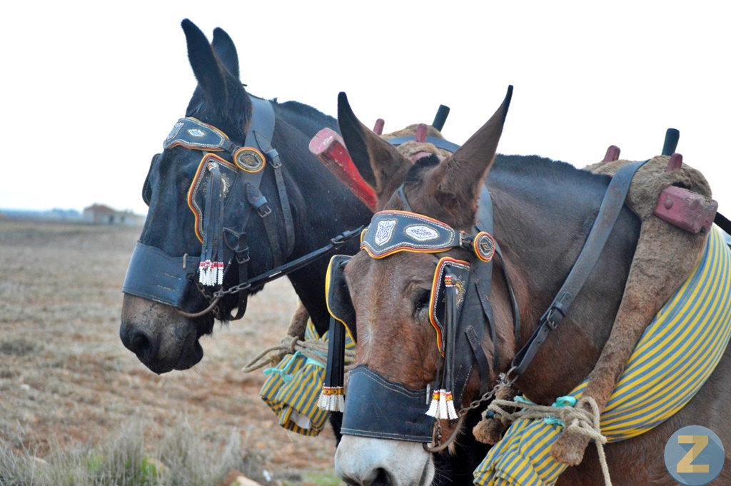 ob.imagen.Descripcion