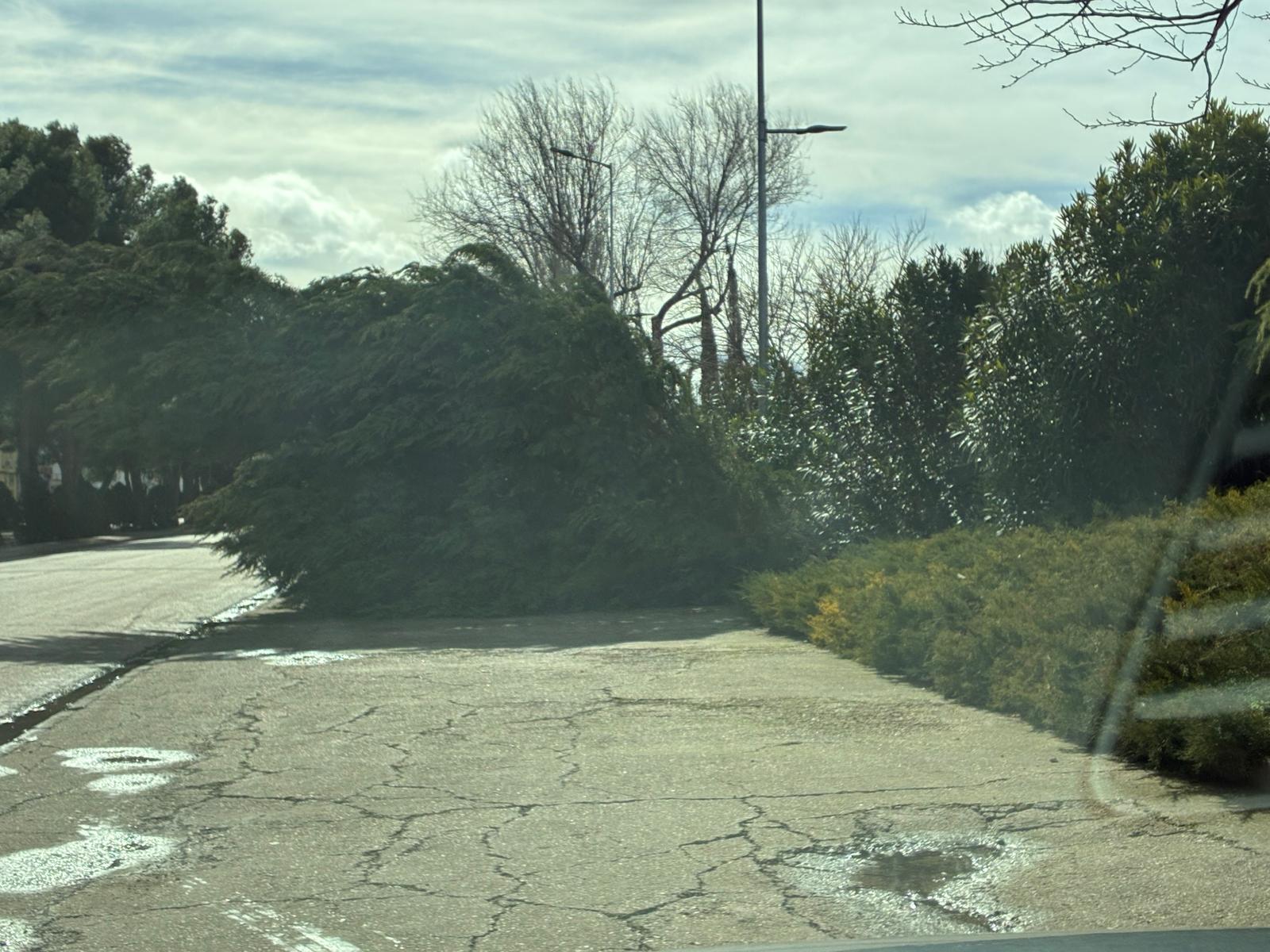 ob.imagen.Descripcion