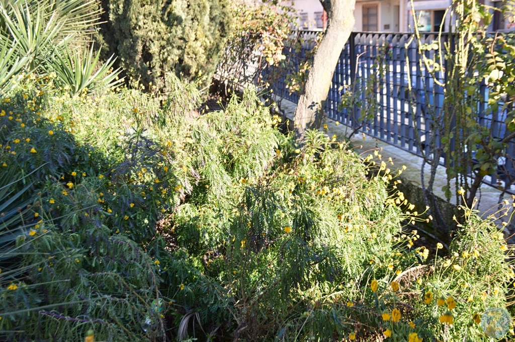 ob.imagen.Descripcion