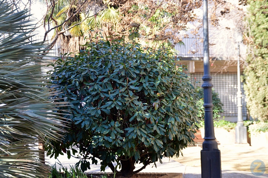 ob.imagen.Descripcion