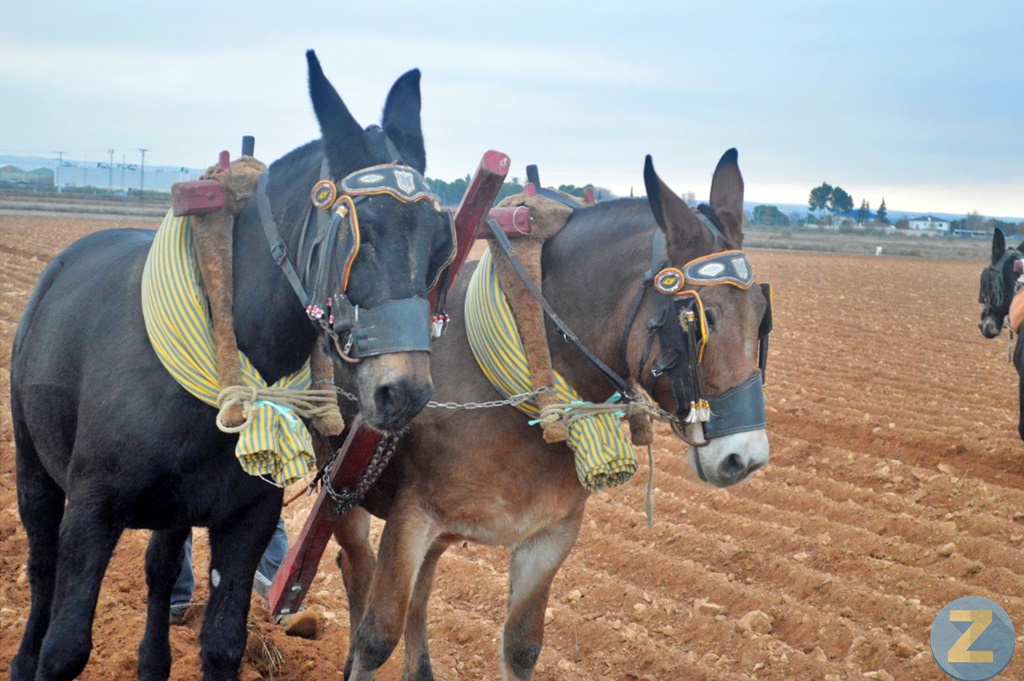 ob.imagen.Descripcion